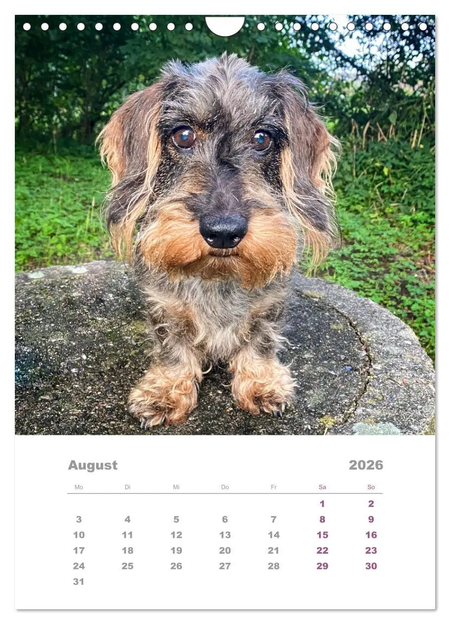 Bild: 9783516337501 | Dackel(augen)blicke (Wandkalender 2026 DIN A4 hoch), CALVENDO...
