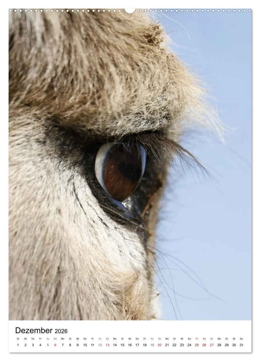 Bild: 9783516407501 | Die Esel sind los (hochwertiger Premium Wandkalender 2026 DIN A2...