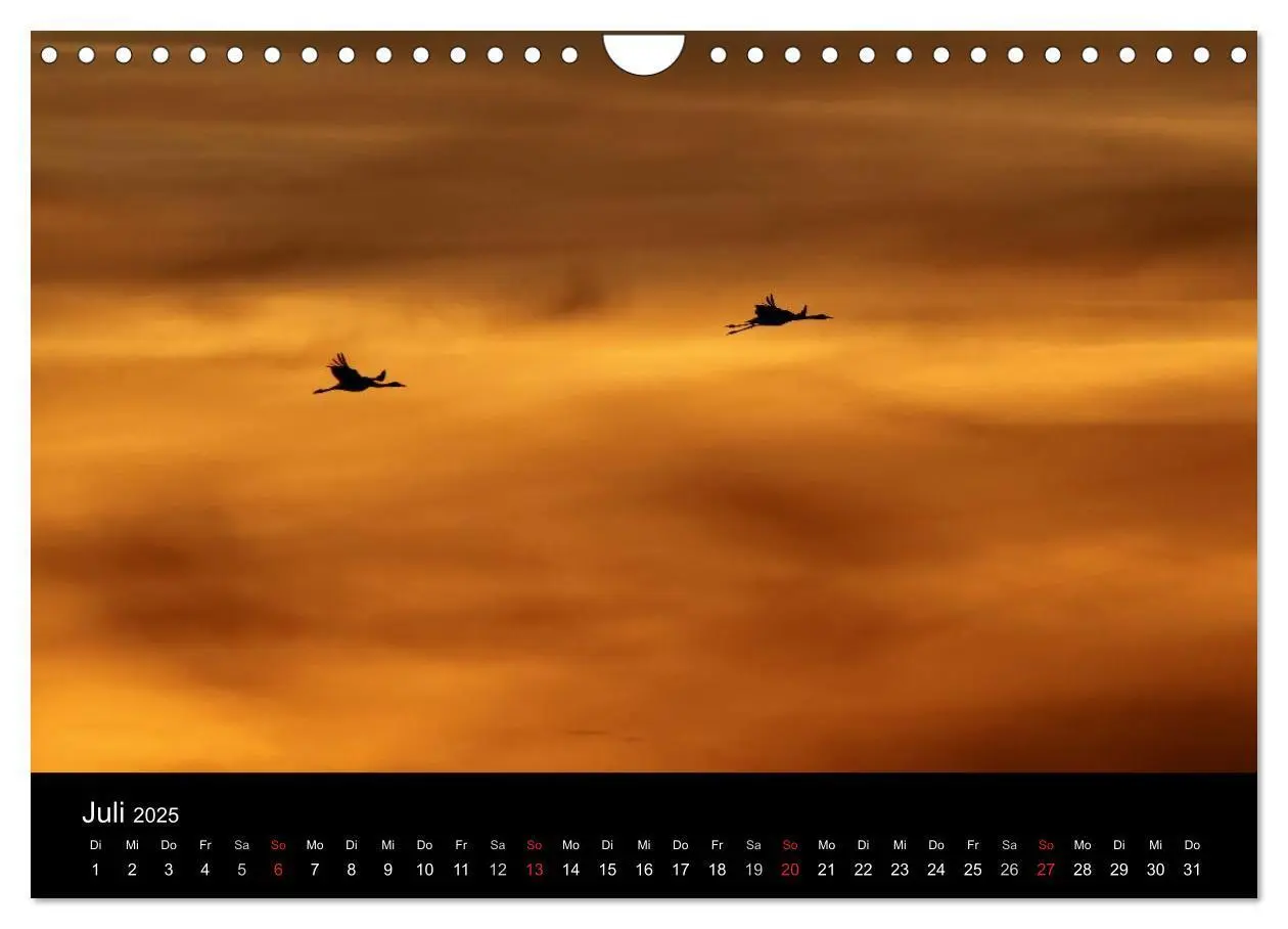 Bild: 9783435837601 | Kraniche (Wandkalender 2025 DIN A4 quer), CALVENDO Monatskalender
