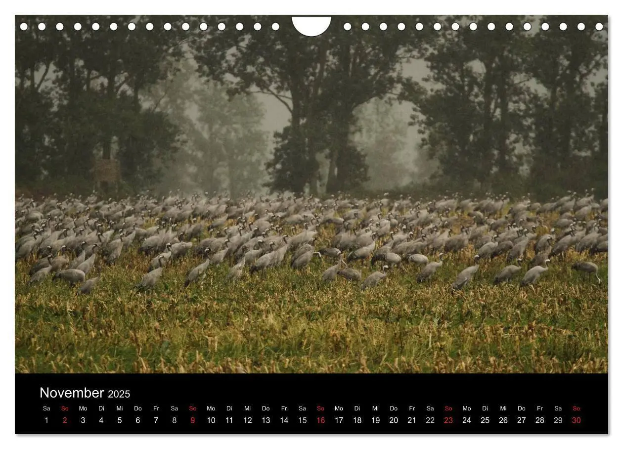 Bild: 9783435837601 | Kraniche (Wandkalender 2025 DIN A4 quer), CALVENDO Monatskalender