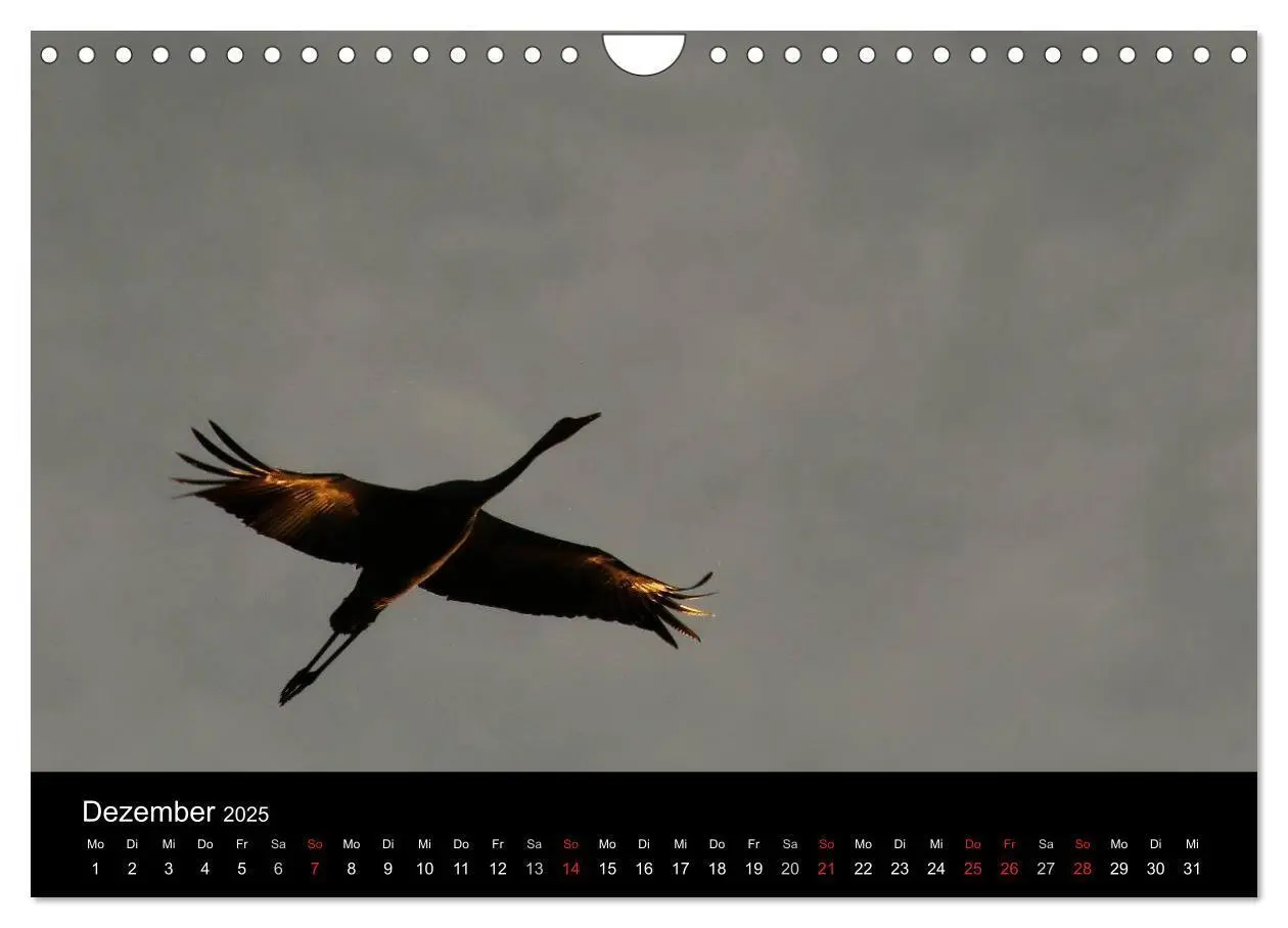 Bild: 9783435837601 | Kraniche (Wandkalender 2025 DIN A4 quer), CALVENDO Monatskalender