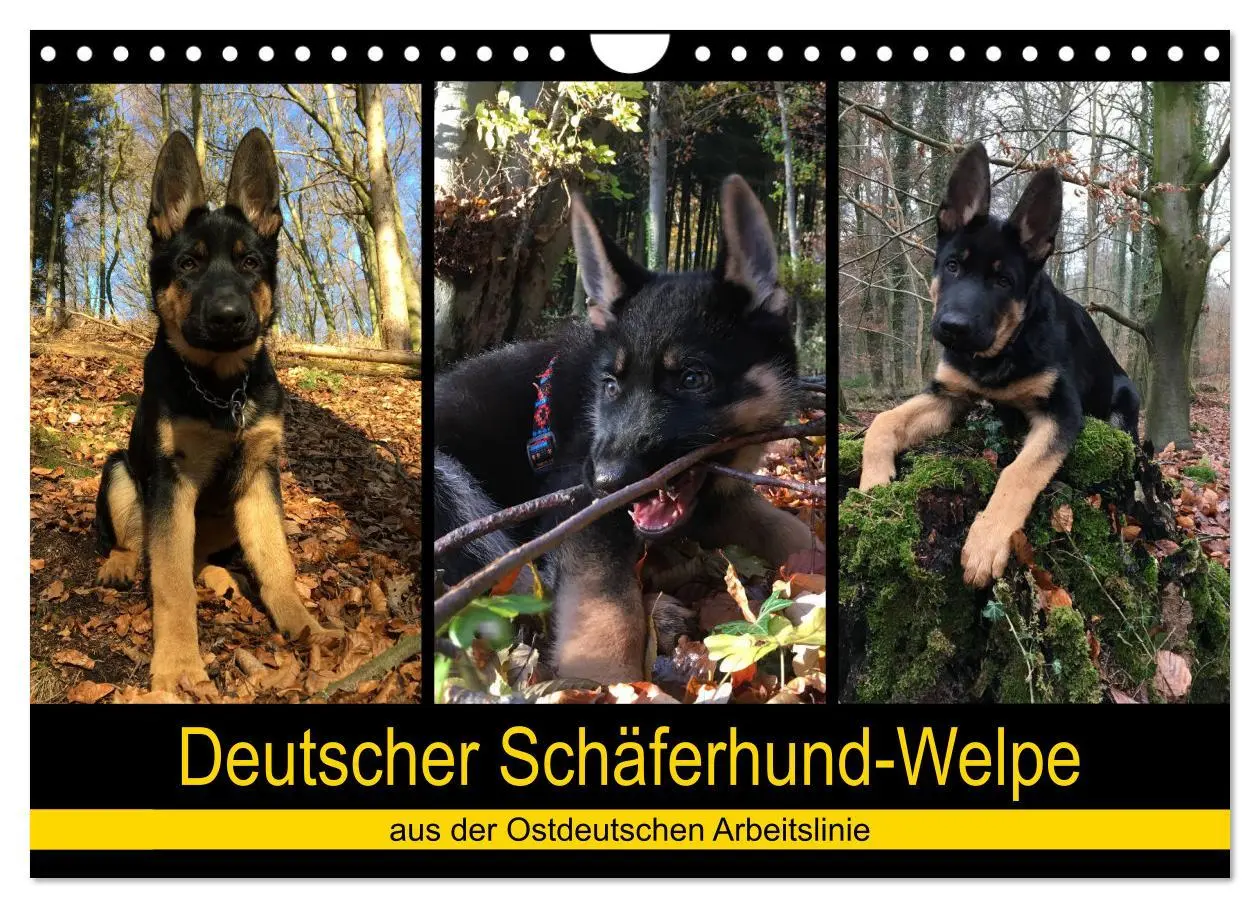 Cover: 9783435377701 | Deutscher Schäferhund-Welpe - aus der Ostdeutschen Arbeitslinie...