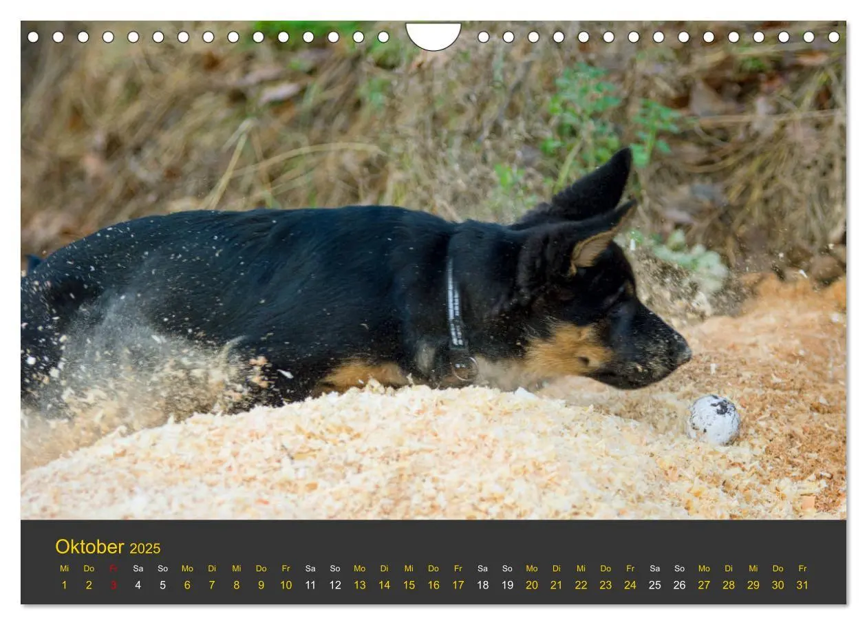 Bild: 9783435377701 | Deutscher Schäferhund-Welpe - aus der Ostdeutschen Arbeitslinie...