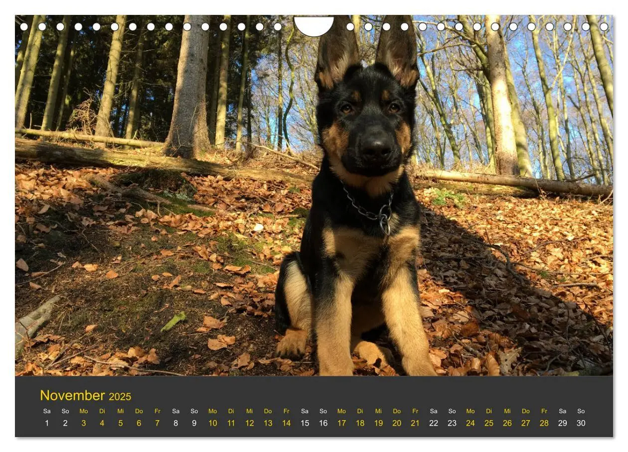 Bild: 9783435377701 | Deutscher Schäferhund-Welpe - aus der Ostdeutschen Arbeitslinie...
