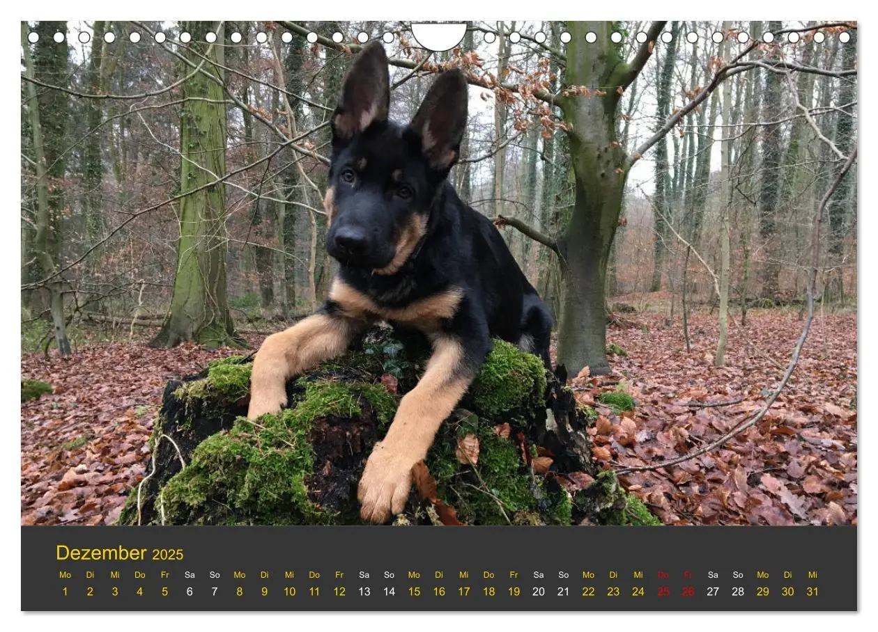 Bild: 9783435377701 | Deutscher Schäferhund-Welpe - aus der Ostdeutschen Arbeitslinie...
