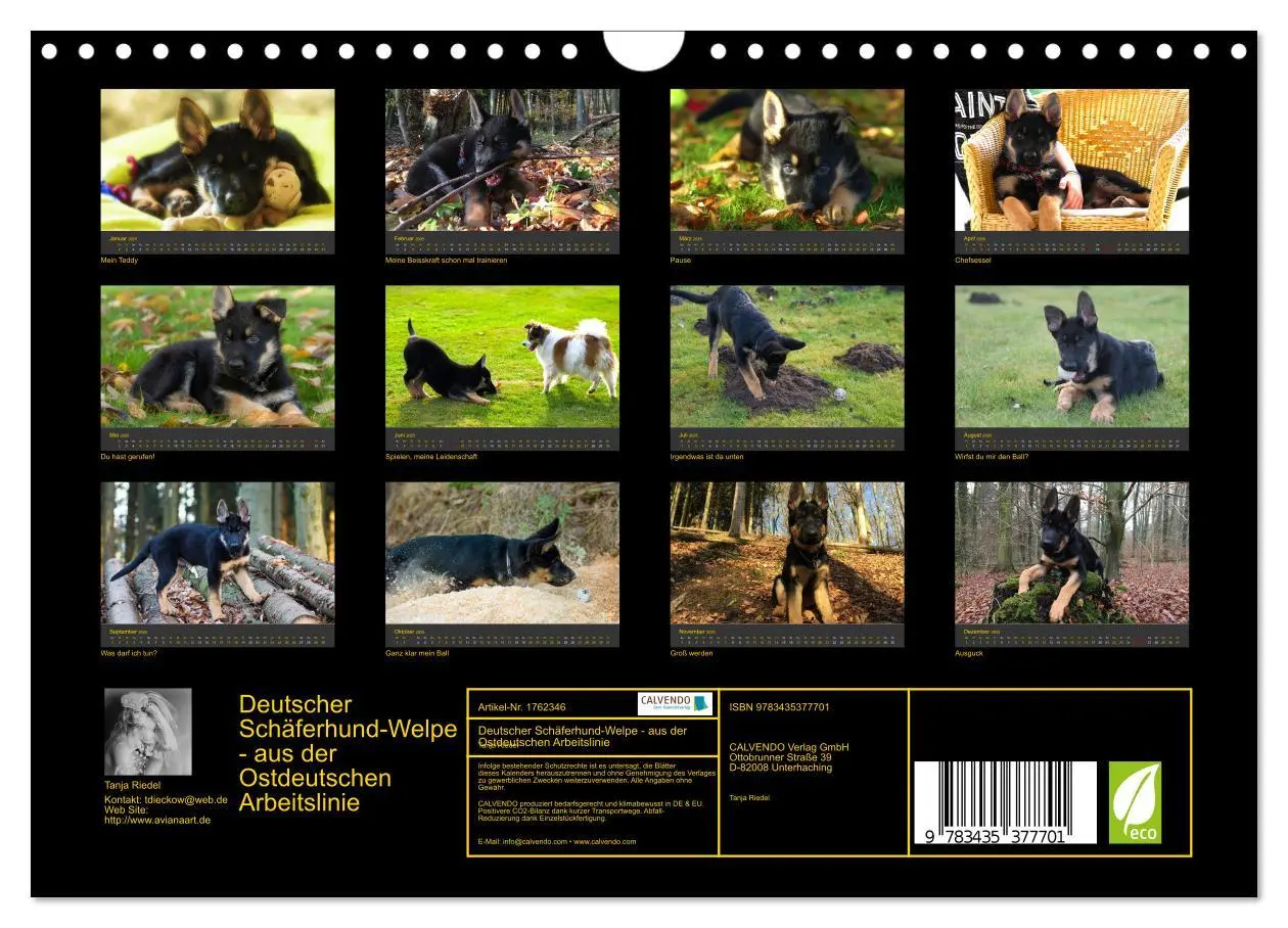 Bild: 9783435377701 | Deutscher Schäferhund-Welpe - aus der Ostdeutschen Arbeitslinie...