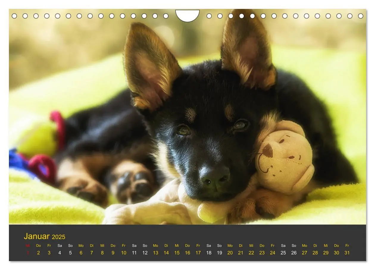Bild: 9783435377701 | Deutscher Schäferhund-Welpe - aus der Ostdeutschen Arbeitslinie...