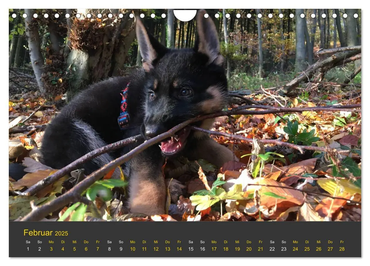Bild: 9783435377701 | Deutscher Schäferhund-Welpe - aus der Ostdeutschen Arbeitslinie...