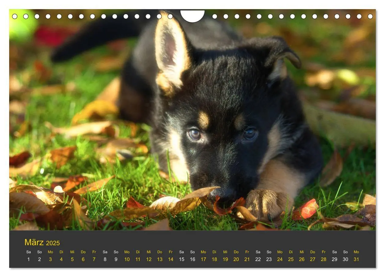 Bild: 9783435377701 | Deutscher Schäferhund-Welpe - aus der Ostdeutschen Arbeitslinie...