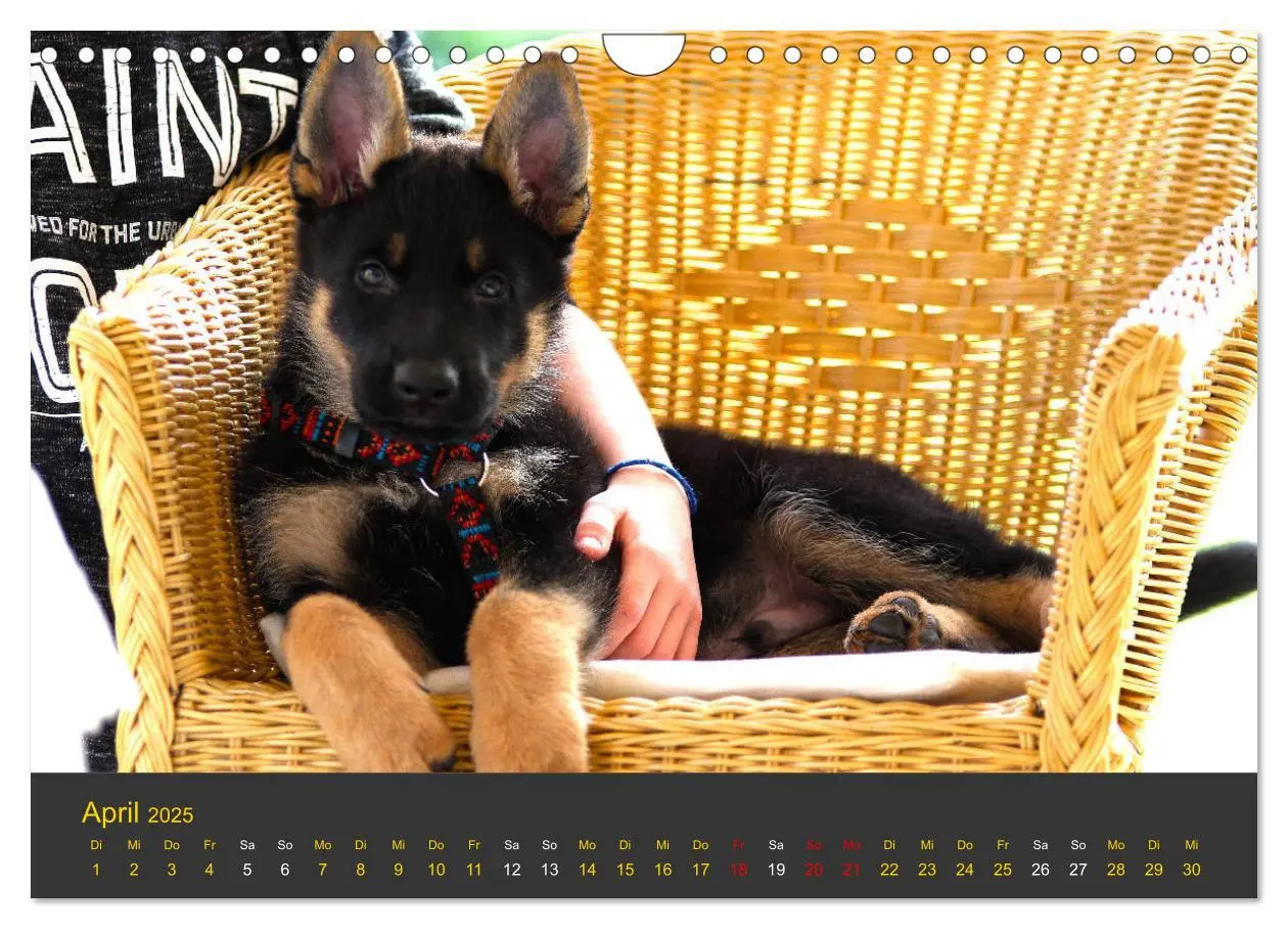 Bild: 9783435377701 | Deutscher Schäferhund-Welpe - aus der Ostdeutschen Arbeitslinie...