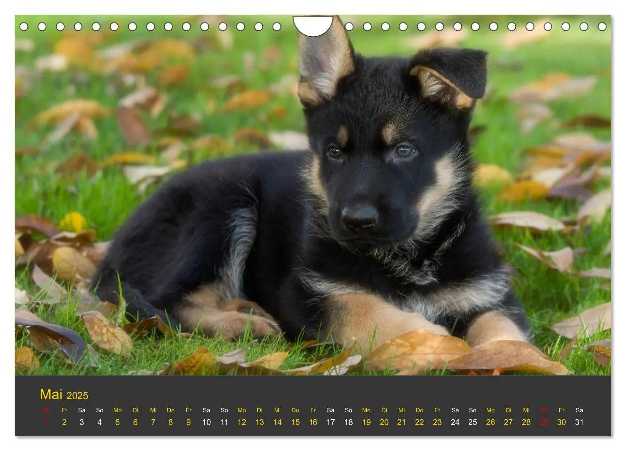 Bild: 9783435377701 | Deutscher Schäferhund-Welpe - aus der Ostdeutschen Arbeitslinie...