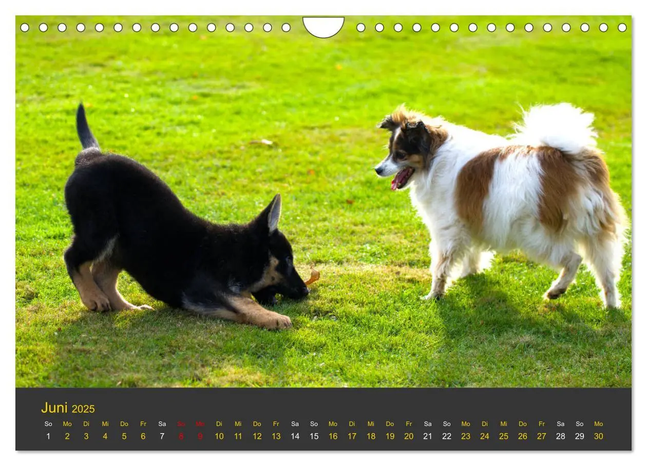 Bild: 9783435377701 | Deutscher Schäferhund-Welpe - aus der Ostdeutschen Arbeitslinie...