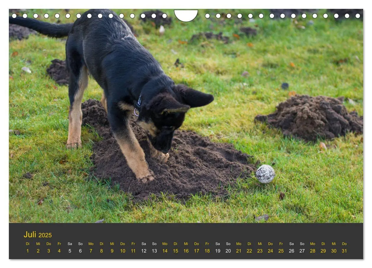 Bild: 9783435377701 | Deutscher Schäferhund-Welpe - aus der Ostdeutschen Arbeitslinie...