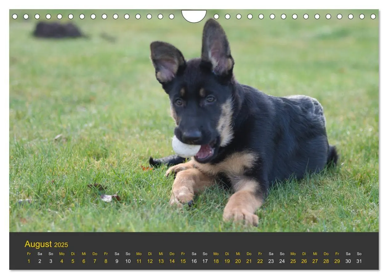Bild: 9783435377701 | Deutscher Schäferhund-Welpe - aus der Ostdeutschen Arbeitslinie...