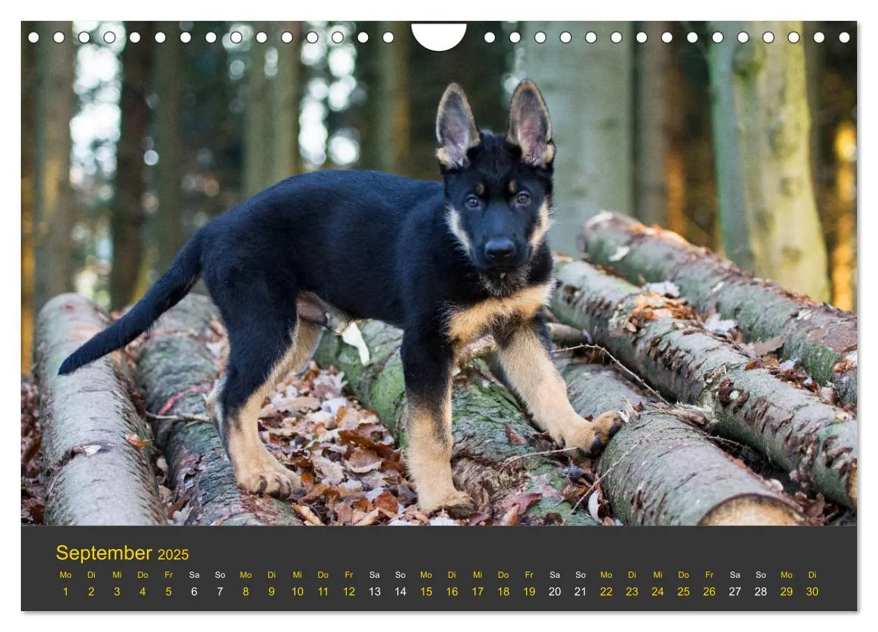 Bild: 9783435377701 | Deutscher Schäferhund-Welpe - aus der Ostdeutschen Arbeitslinie...