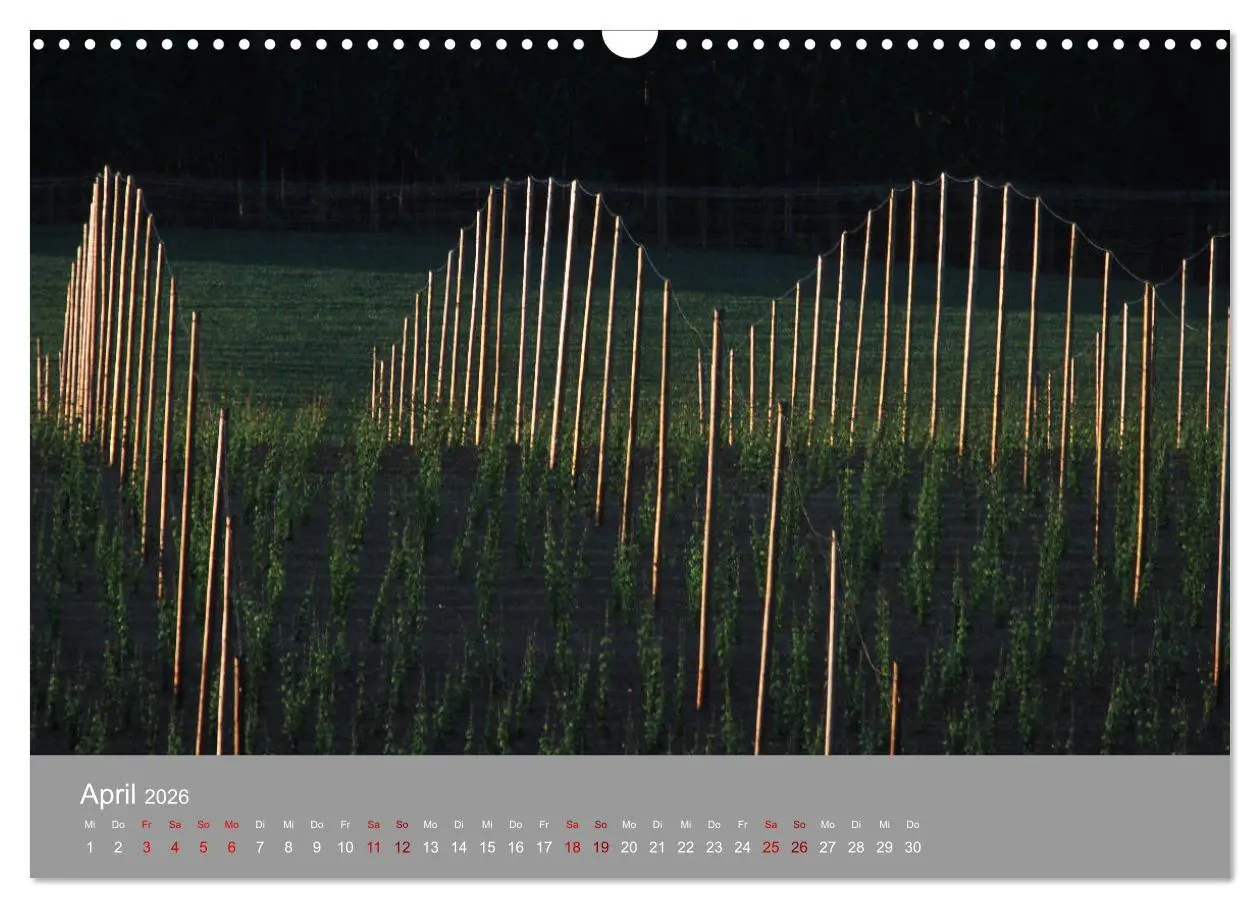 Bild: 9783457917701 | Hallertau (Wandkalender 2026 DIN A3 quer), CALVENDO Monatskalender