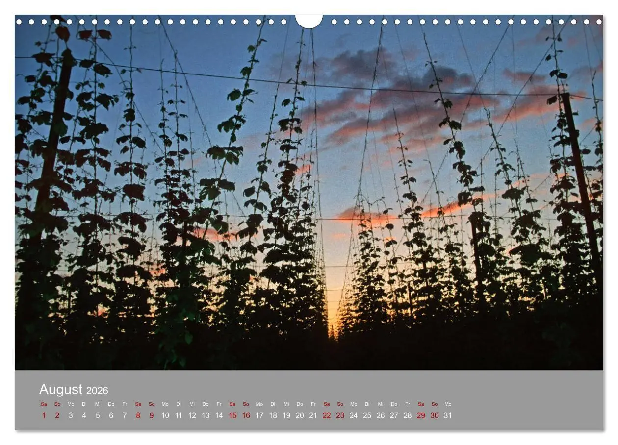 Bild: 9783457917701 | Hallertau (Wandkalender 2026 DIN A3 quer), CALVENDO Monatskalender