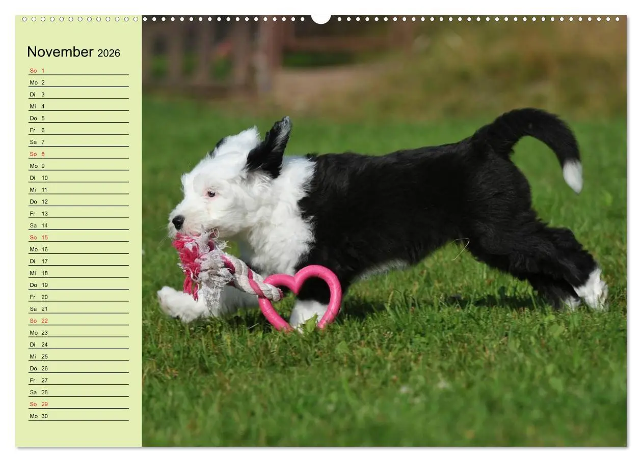 Bild: 9783516007701 | Traumhund Bobtail (hochwertiger Premium Wandkalender 2026 DIN A2...