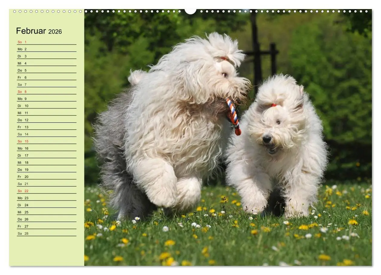 Bild: 9783516007701 | Traumhund Bobtail (hochwertiger Premium Wandkalender 2026 DIN A2...