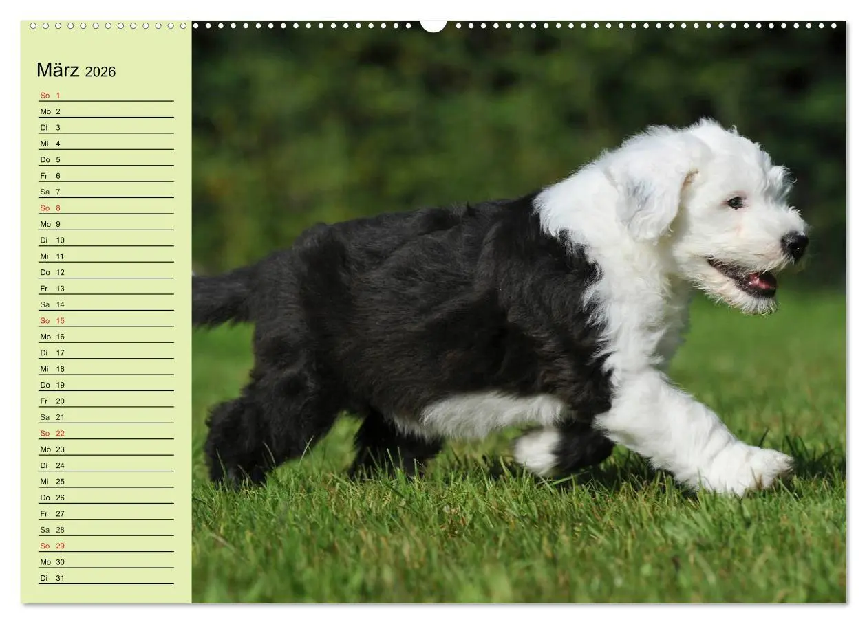 Bild: 9783516007701 | Traumhund Bobtail (hochwertiger Premium Wandkalender 2026 DIN A2...