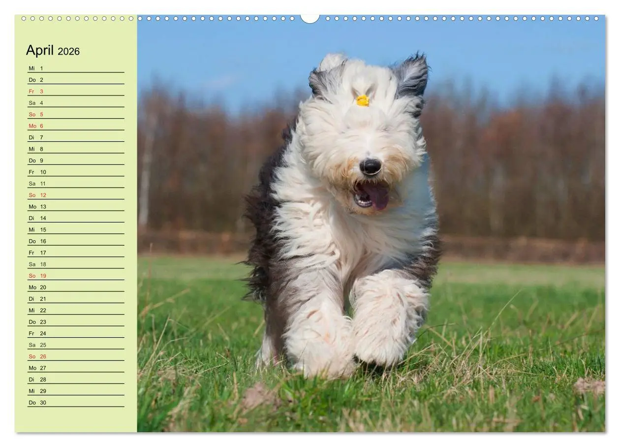 Bild: 9783516007701 | Traumhund Bobtail (hochwertiger Premium Wandkalender 2026 DIN A2...