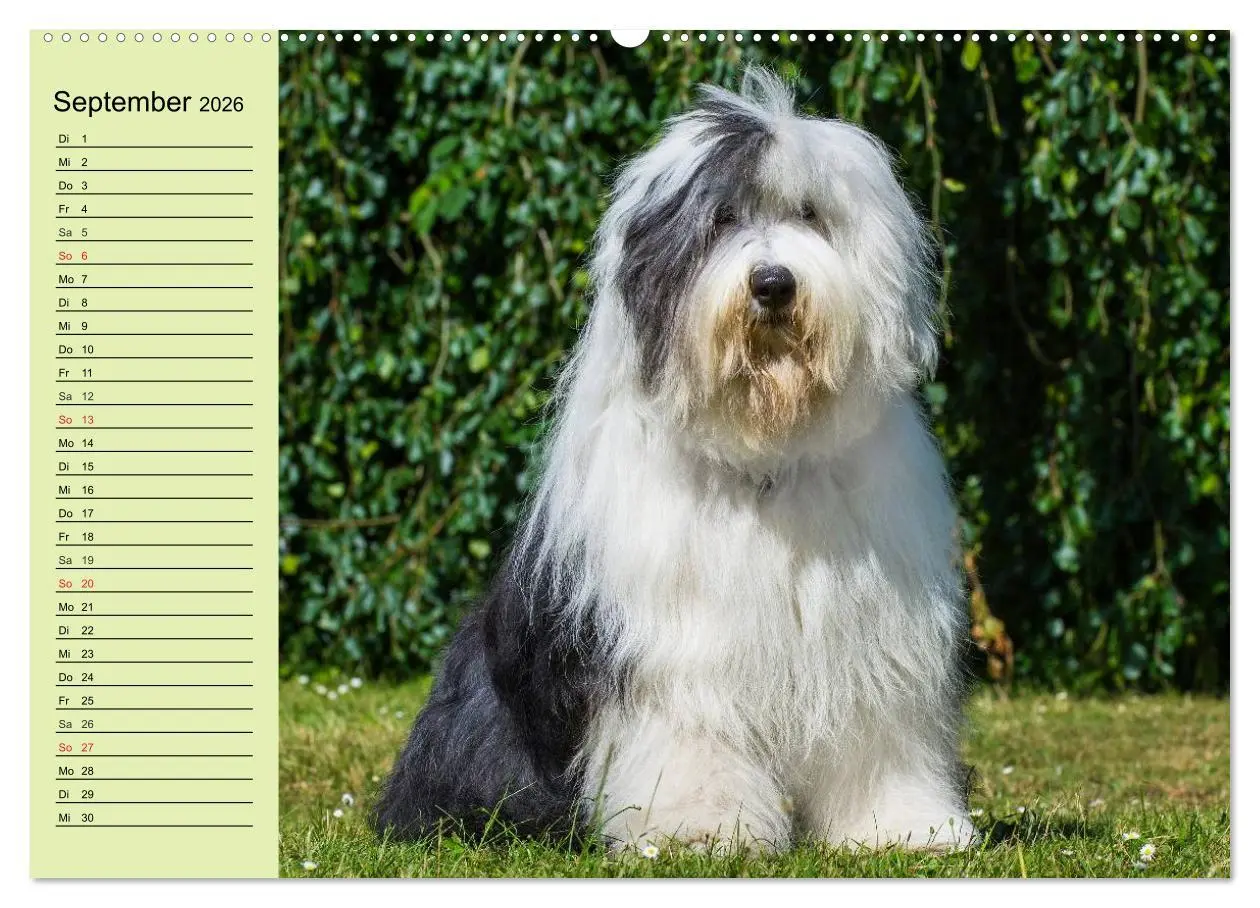 Bild: 9783516007701 | Traumhund Bobtail (hochwertiger Premium Wandkalender 2026 DIN A2...