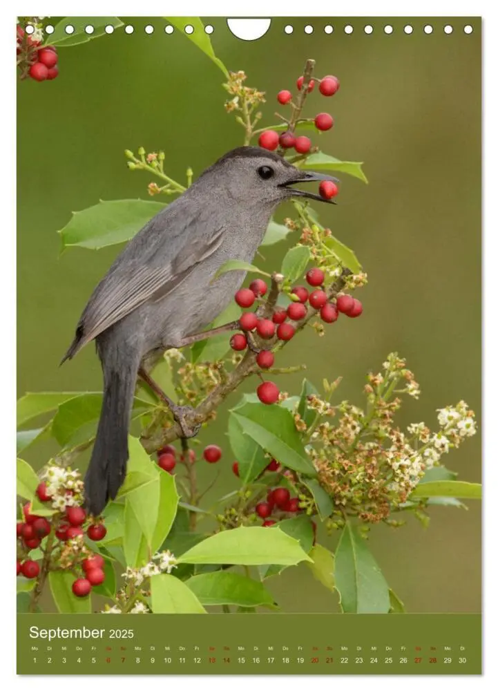 Bild: 9783435987801 | Singvögel USA (Wandkalender 2025 DIN A4 hoch), CALVENDO Monatskalender