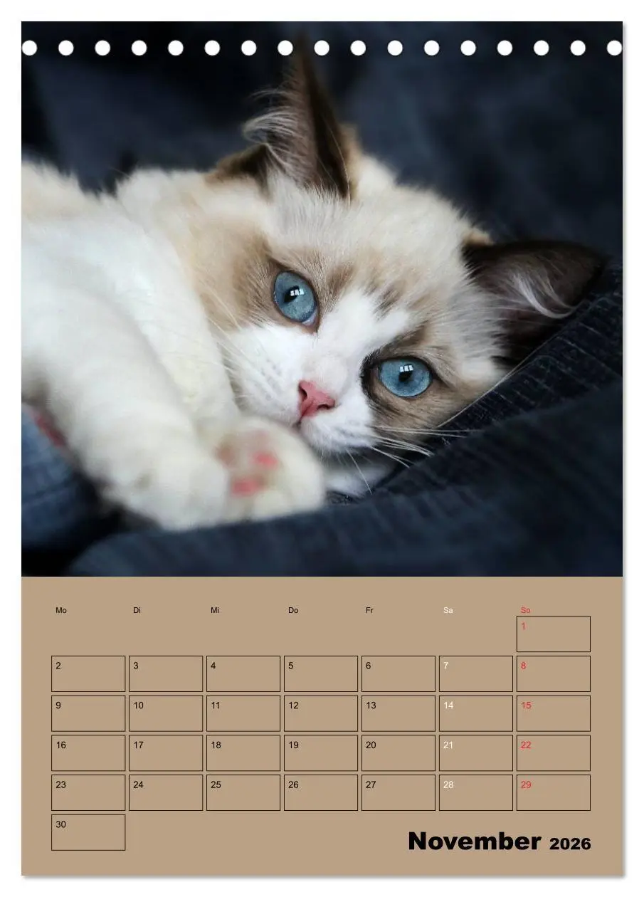 Bild: 9783516428001 | Ragdolls zum Verlieben (Tischkalender 2026 DIN A5 hoch), CALVENDO...
