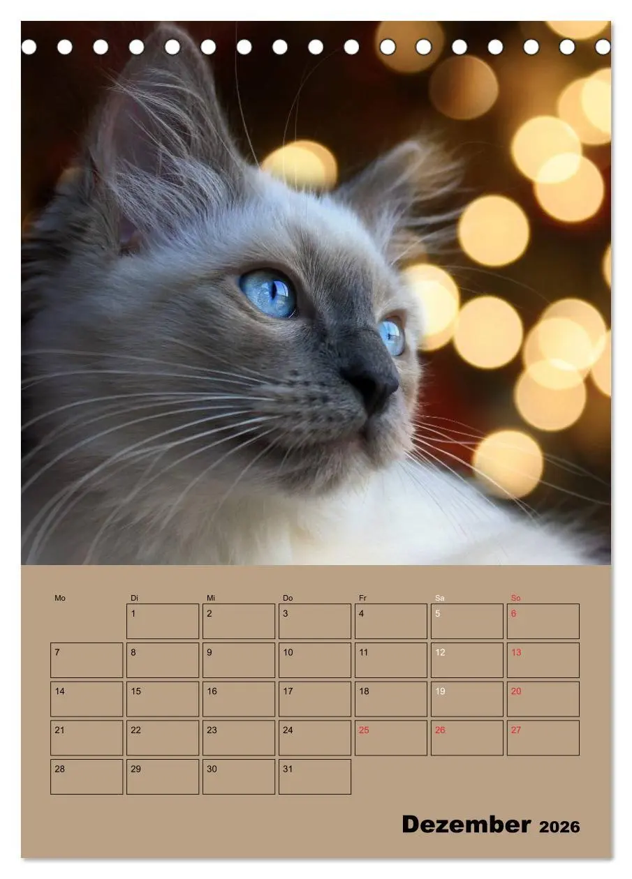 Bild: 9783516428001 | Ragdolls zum Verlieben (Tischkalender 2026 DIN A5 hoch), CALVENDO...