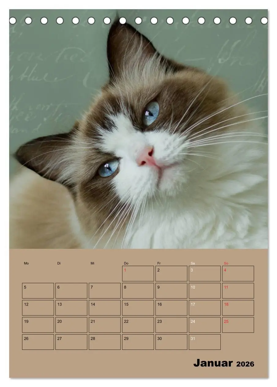 Bild: 9783516428001 | Ragdolls zum Verlieben (Tischkalender 2026 DIN A5 hoch), CALVENDO...