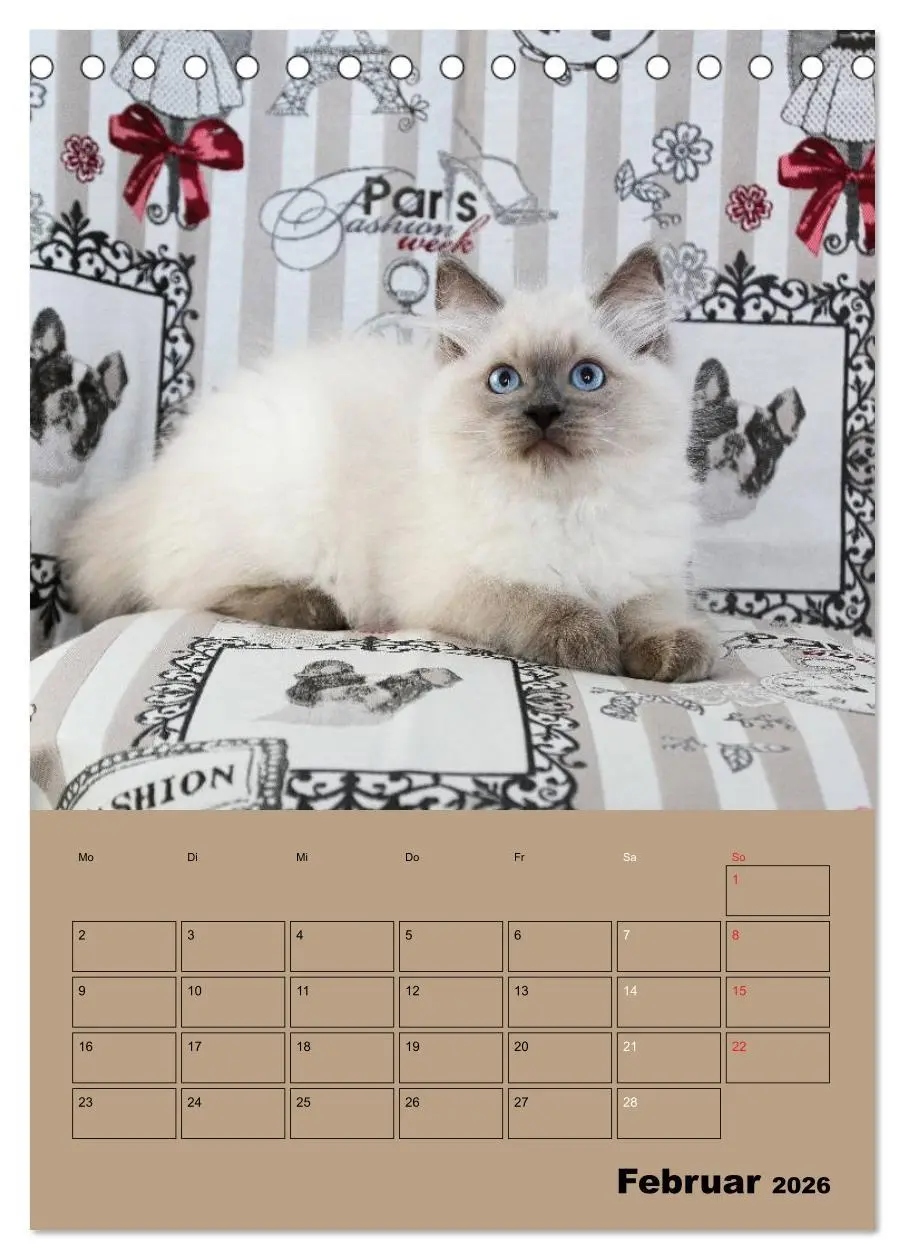 Bild: 9783516428001 | Ragdolls zum Verlieben (Tischkalender 2026 DIN A5 hoch), CALVENDO...