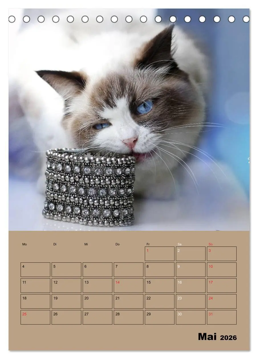 Bild: 9783516428001 | Ragdolls zum Verlieben (Tischkalender 2026 DIN A5 hoch), CALVENDO...