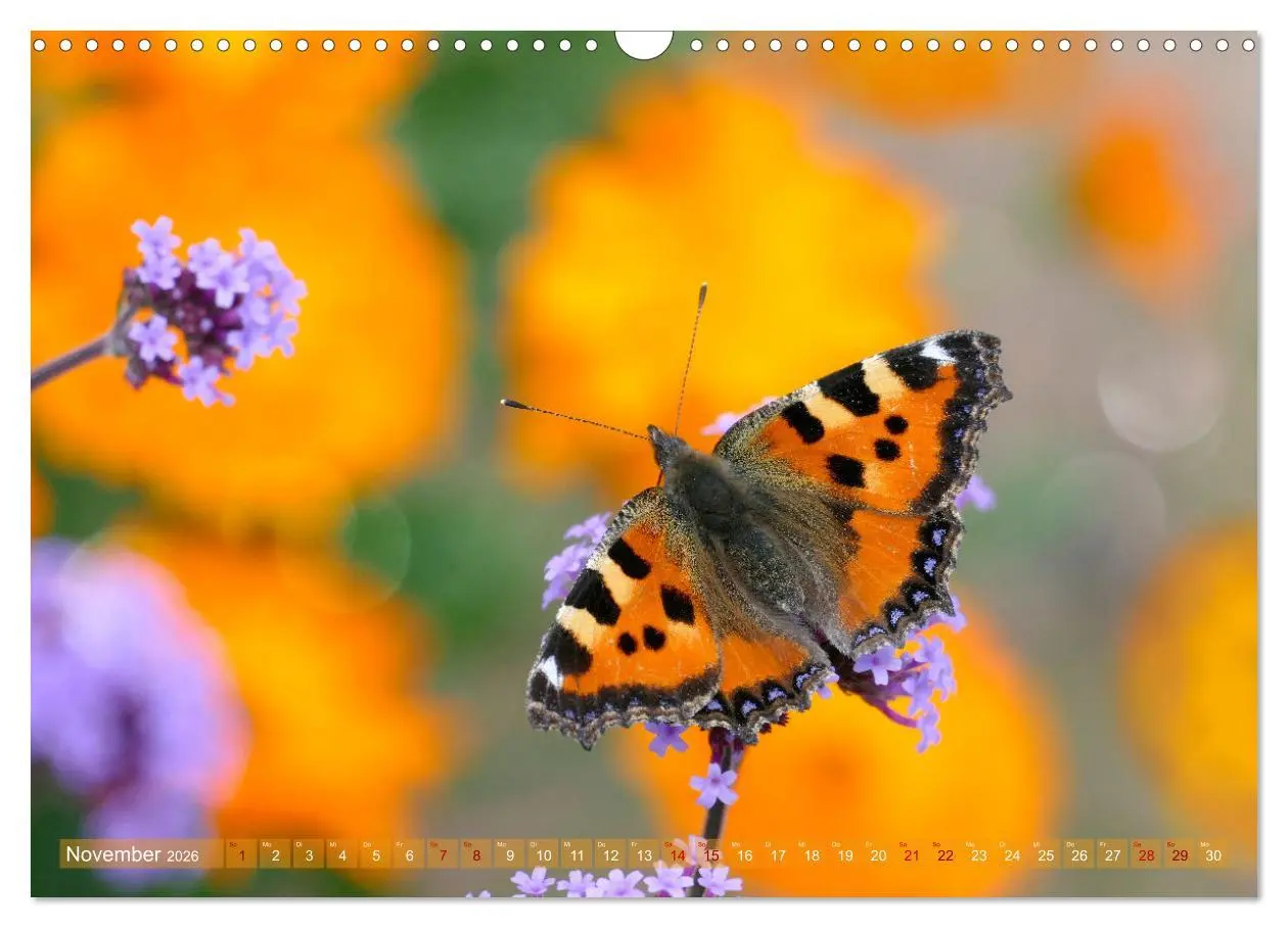 Bild: 9783457568101 | Schmetterlingsjahr (Wandkalender 2026 DIN A3 quer), CALVENDO...