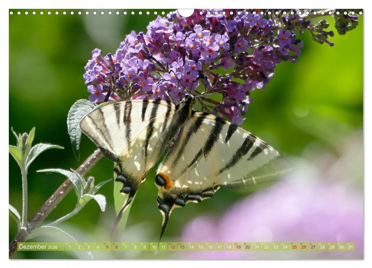 Bild: 9783457568101 | Schmetterlingsjahr (Wandkalender 2026 DIN A3 quer), CALVENDO...