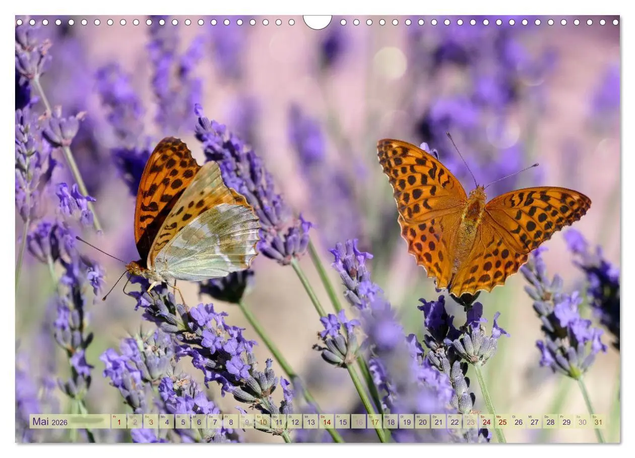 Bild: 9783457568101 | Schmetterlingsjahr (Wandkalender 2026 DIN A3 quer), CALVENDO...