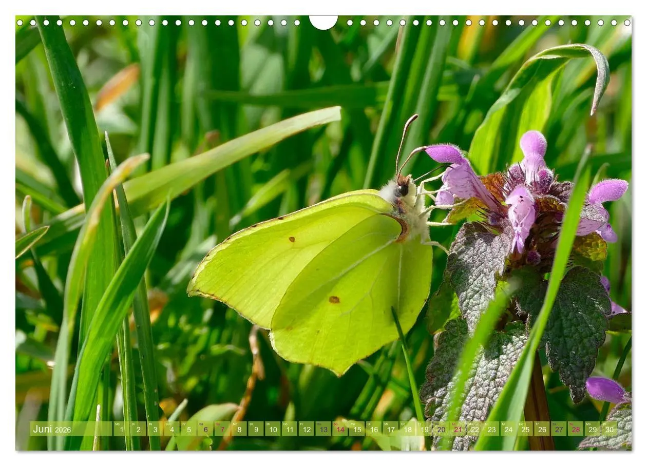 Bild: 9783457568101 | Schmetterlingsjahr (Wandkalender 2026 DIN A3 quer), CALVENDO...