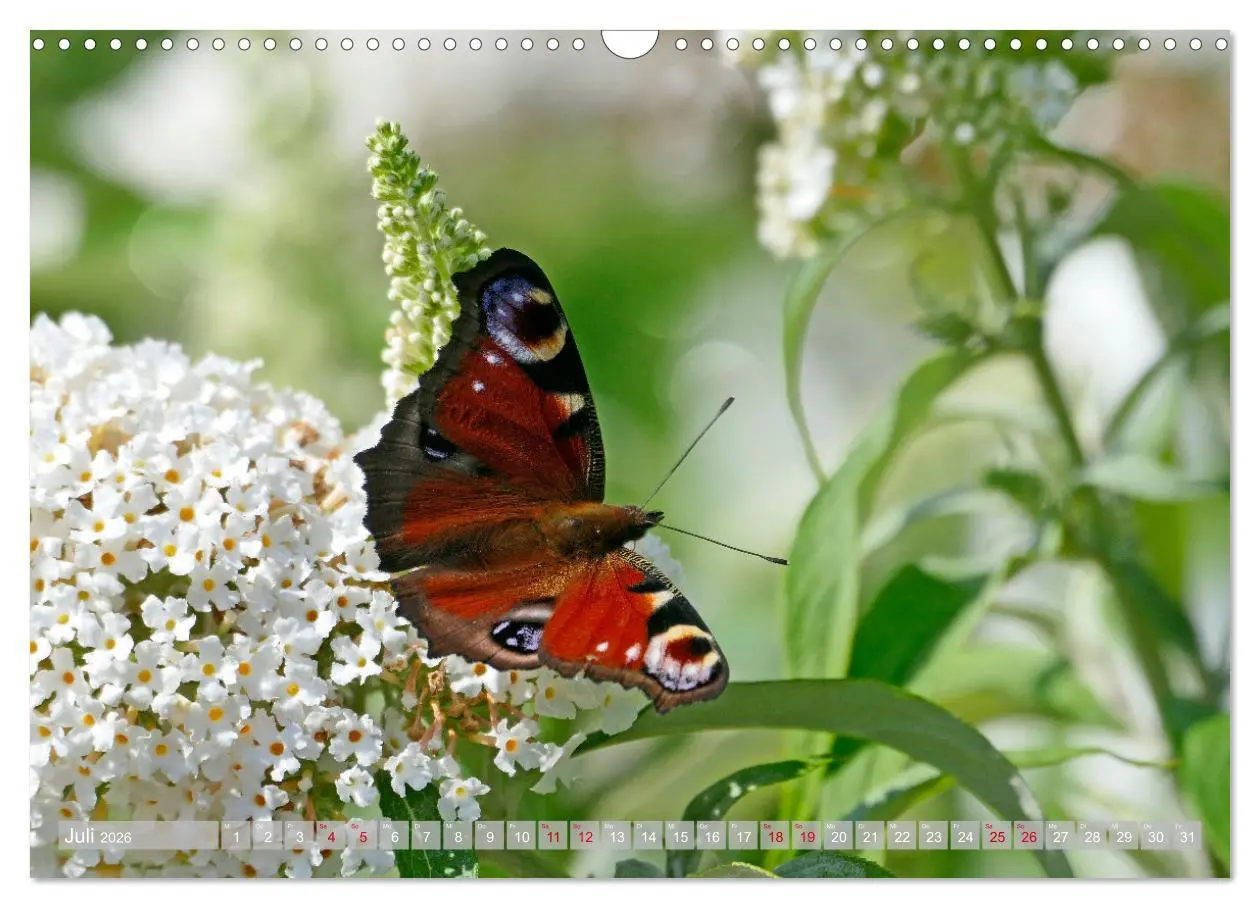 Bild: 9783457568101 | Schmetterlingsjahr (Wandkalender 2026 DIN A3 quer), CALVENDO...