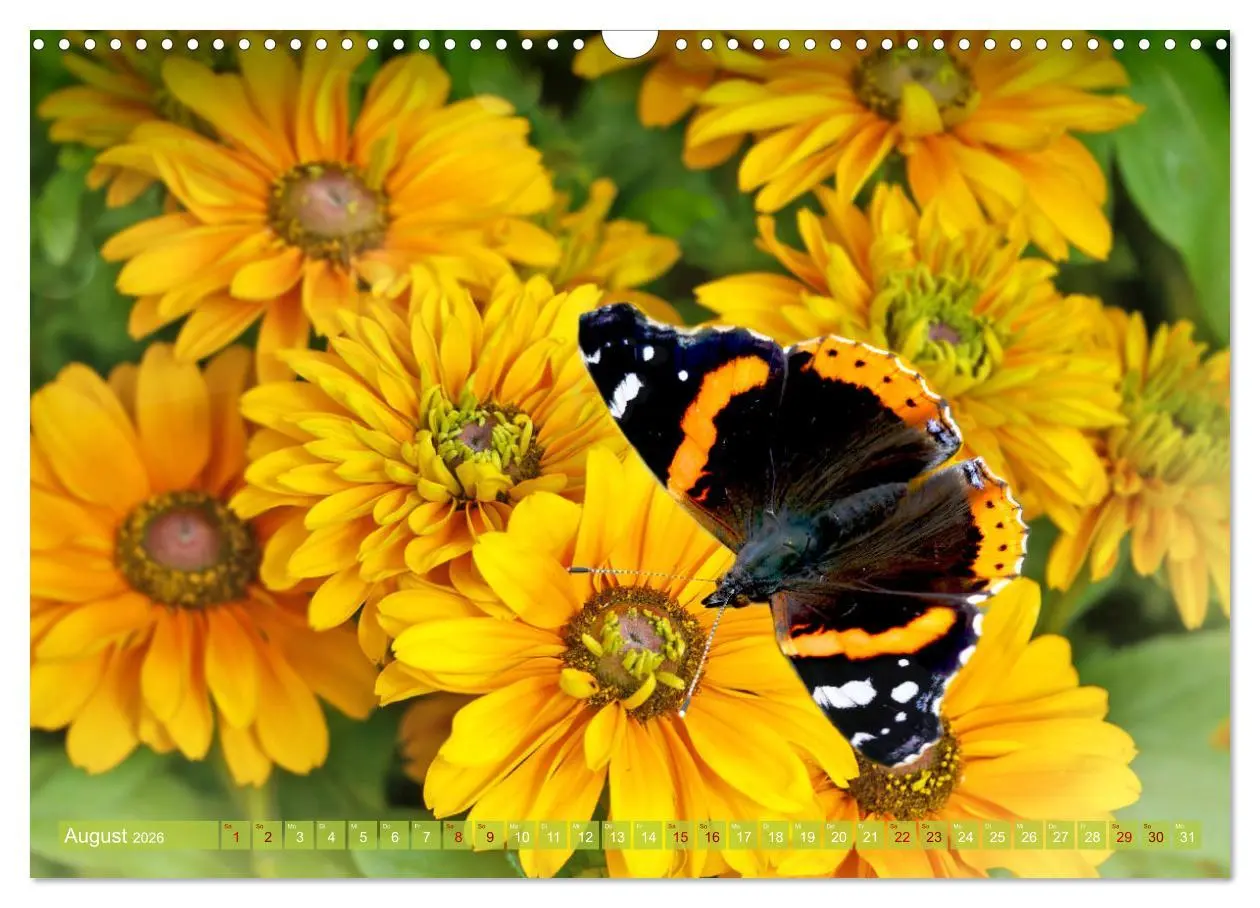 Bild: 9783457568101 | Schmetterlingsjahr (Wandkalender 2026 DIN A3 quer), CALVENDO...