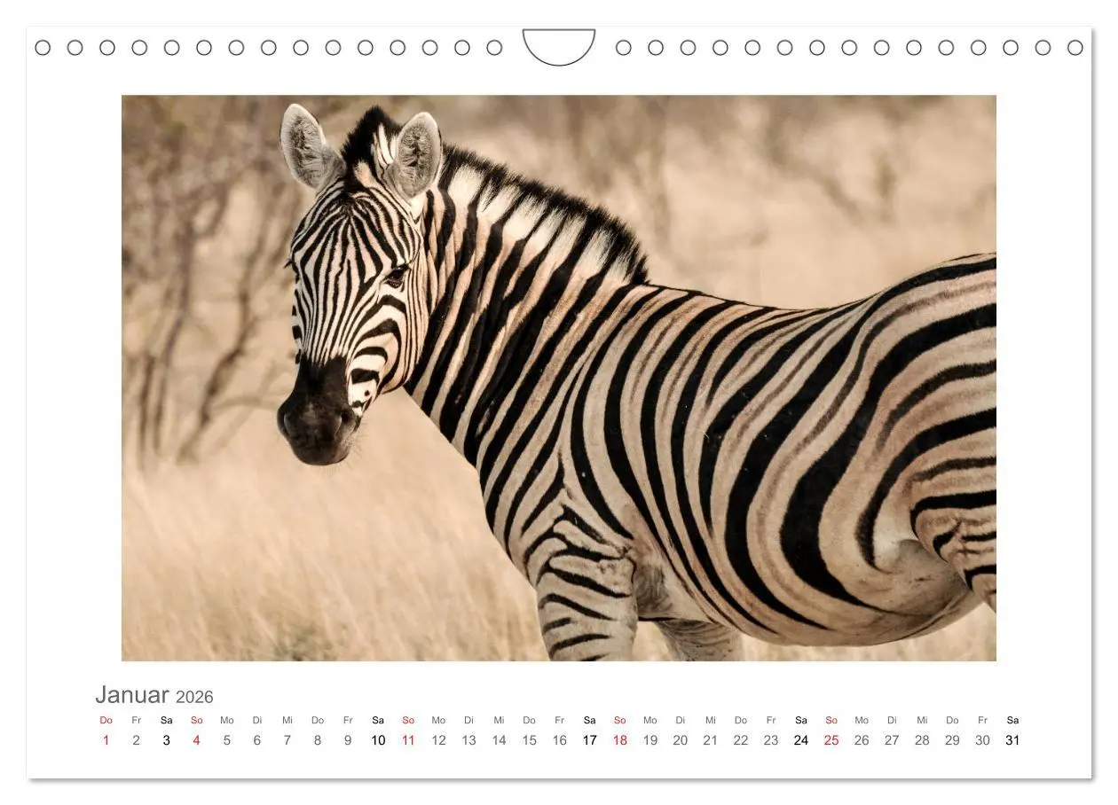 Bild: 9783457638101 | Namibia - unterwegs mit Julia Hahn (Wandkalender 2026 DIN A4 quer),...