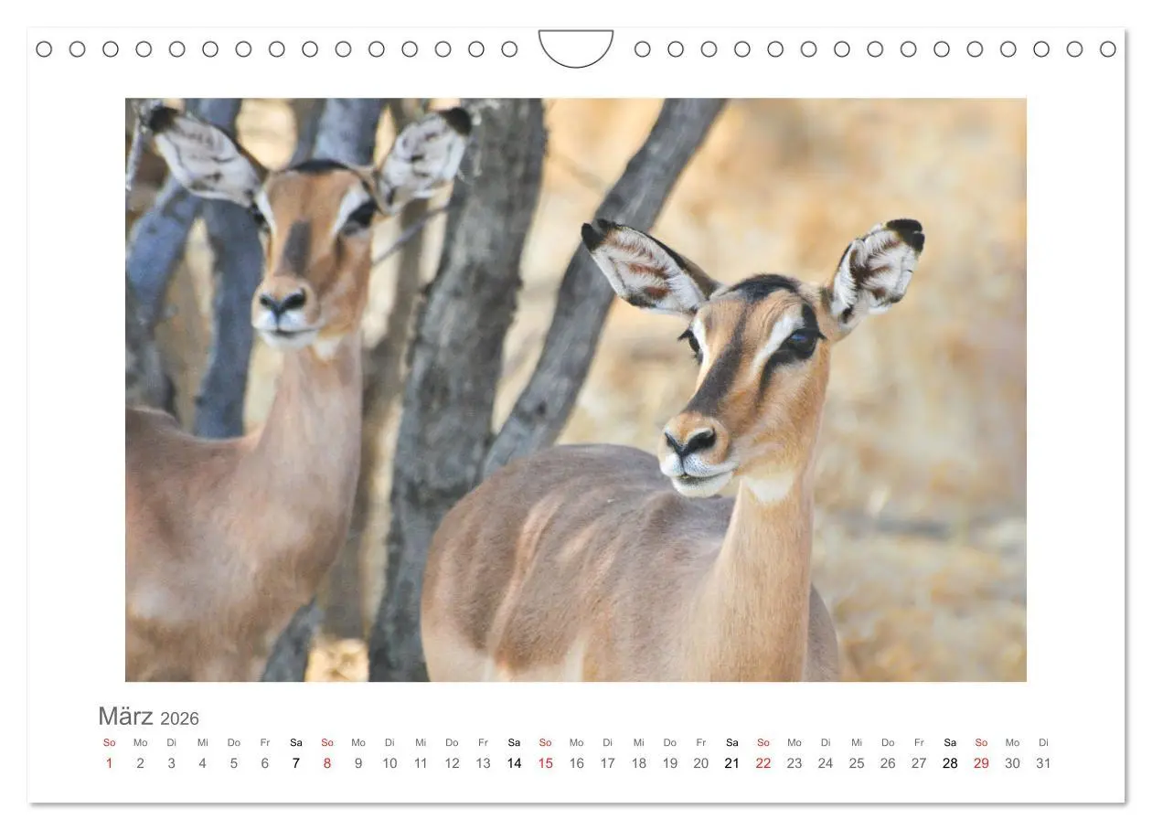 Bild: 9783457638101 | Namibia - unterwegs mit Julia Hahn (Wandkalender 2026 DIN A4 quer),...