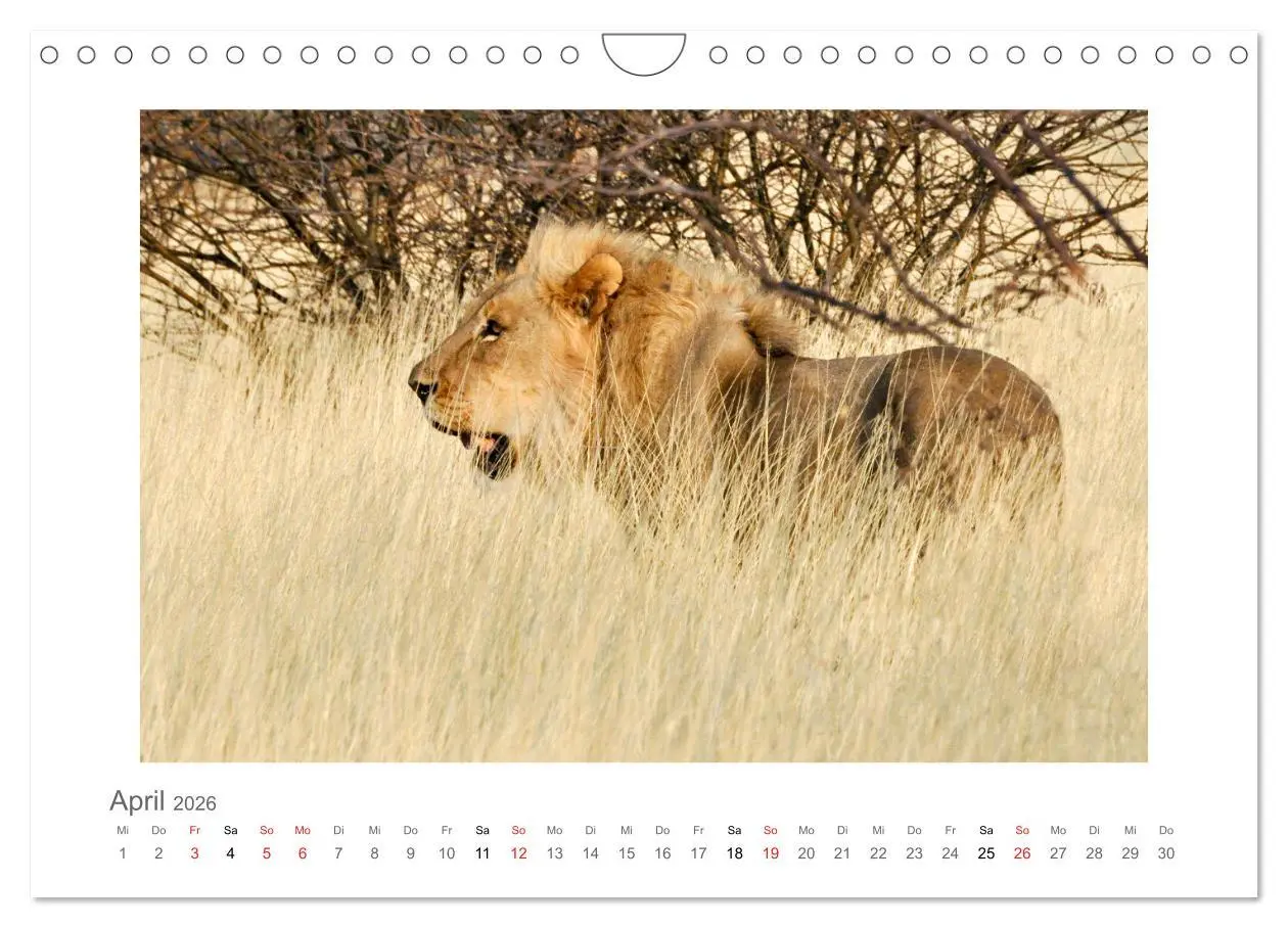 Bild: 9783457638101 | Namibia - unterwegs mit Julia Hahn (Wandkalender 2026 DIN A4 quer),...