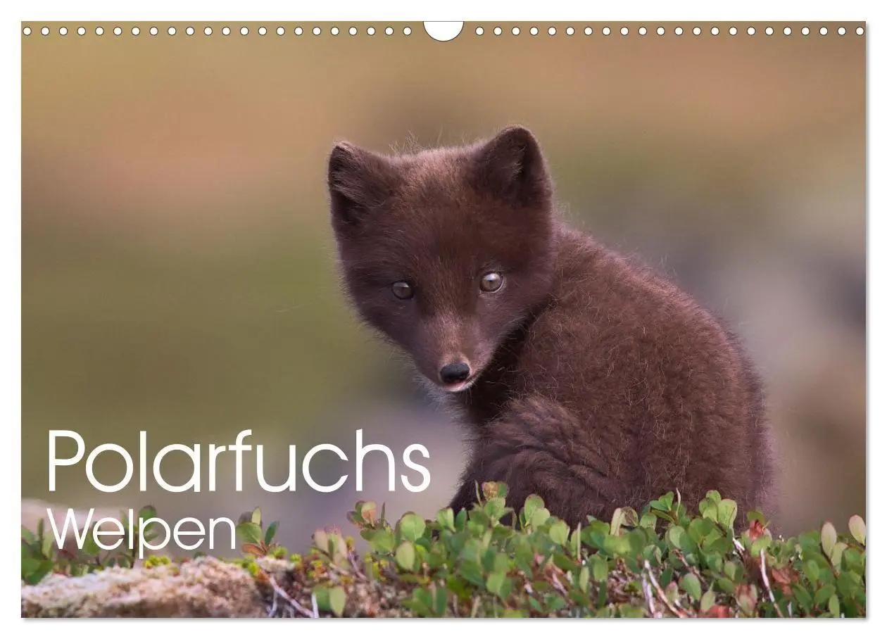 Cover: 9783516658101 | Polarfuchs-Welpen (Wandkalender 2026 DIN A3 quer), CALVENDO...
