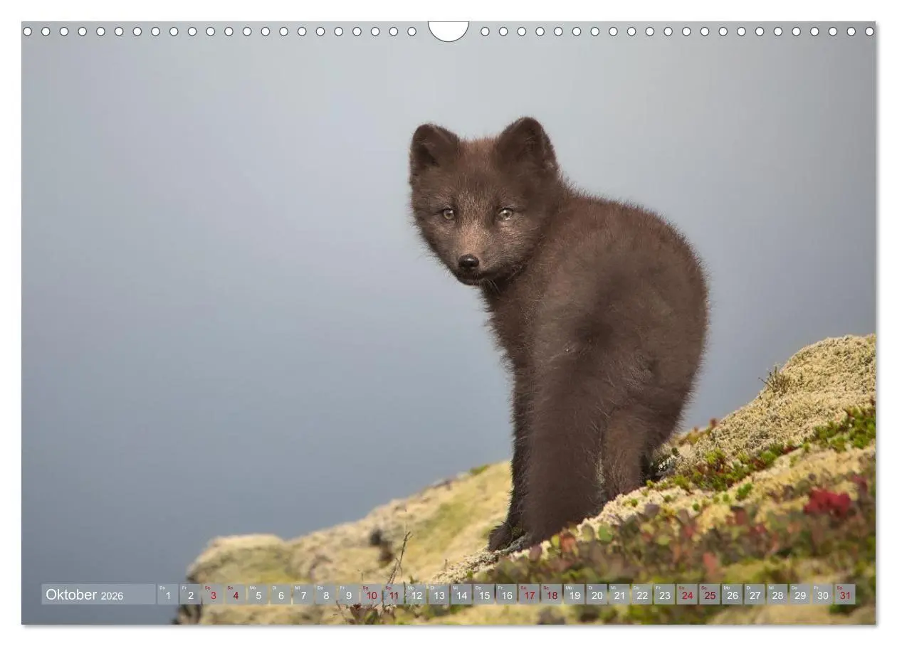 Bild: 9783516658101 | Polarfuchs-Welpen (Wandkalender 2026 DIN A3 quer), CALVENDO...