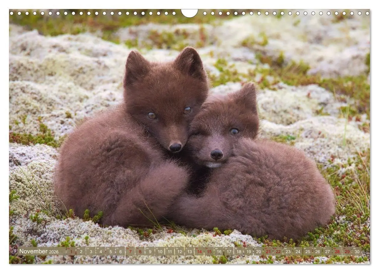 Bild: 9783516658101 | Polarfuchs-Welpen (Wandkalender 2026 DIN A3 quer), CALVENDO...