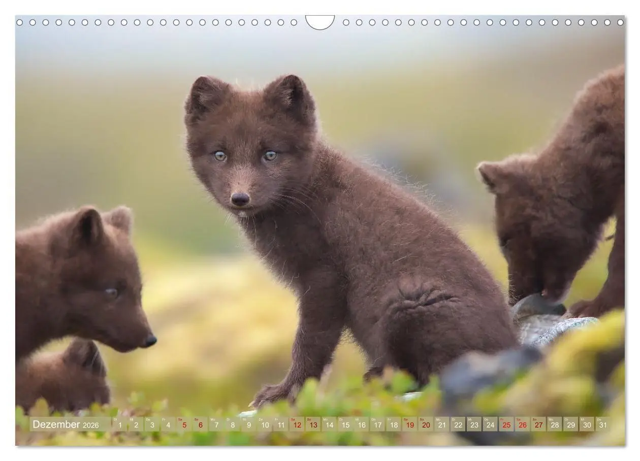 Bild: 9783516658101 | Polarfuchs-Welpen (Wandkalender 2026 DIN A3 quer), CALVENDO...