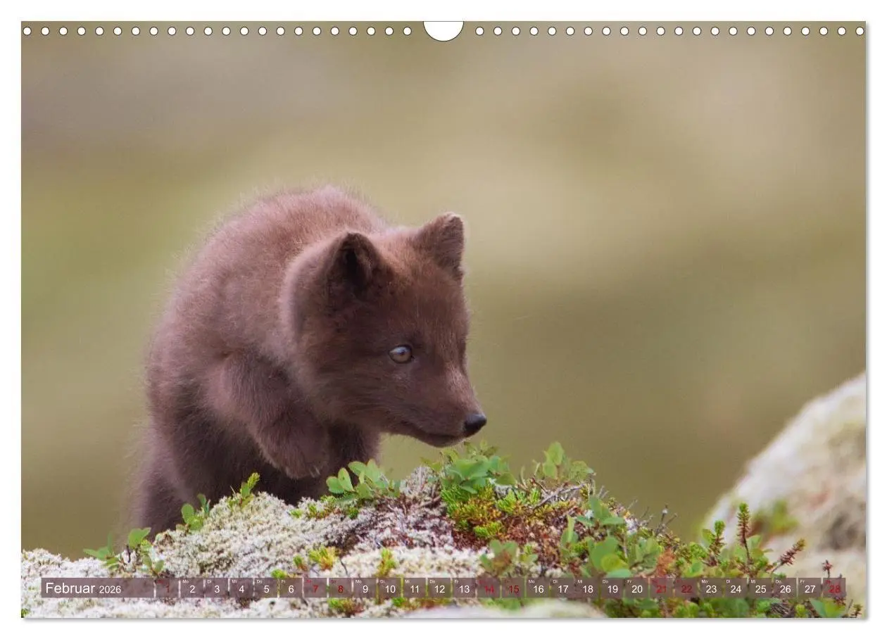 Bild: 9783516658101 | Polarfuchs-Welpen (Wandkalender 2026 DIN A3 quer), CALVENDO...