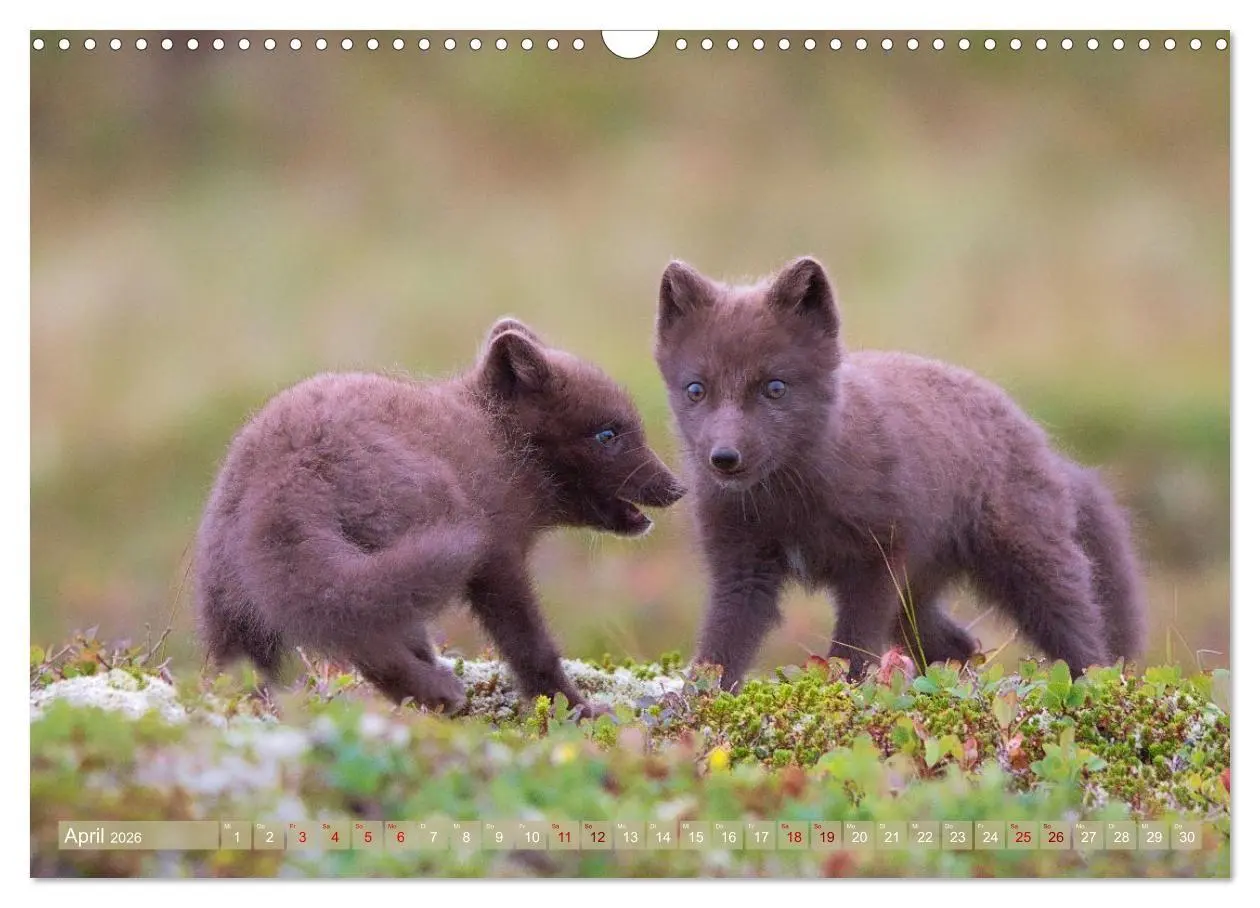 Bild: 9783516658101 | Polarfuchs-Welpen (Wandkalender 2026 DIN A3 quer), CALVENDO...