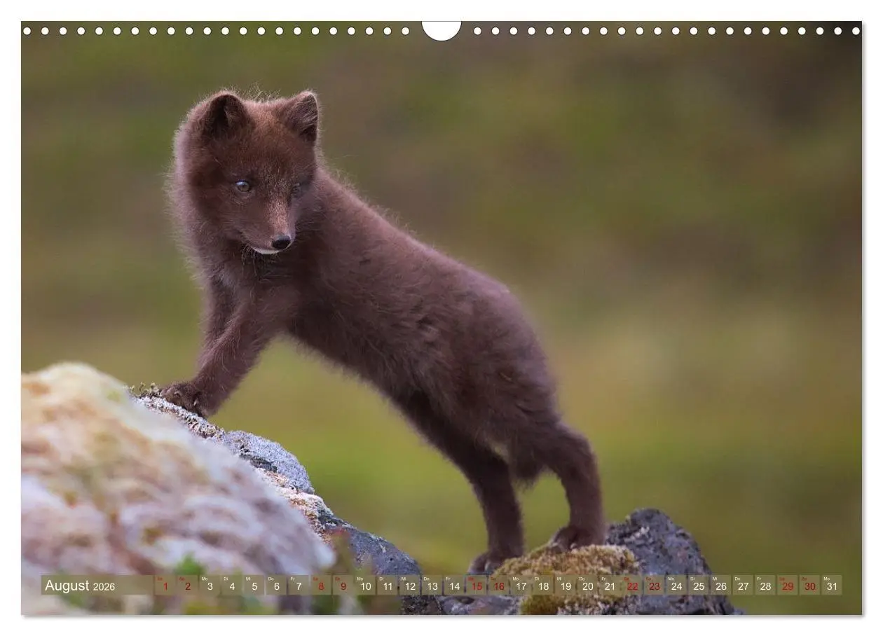 Bild: 9783516658101 | Polarfuchs-Welpen (Wandkalender 2026 DIN A3 quer), CALVENDO...