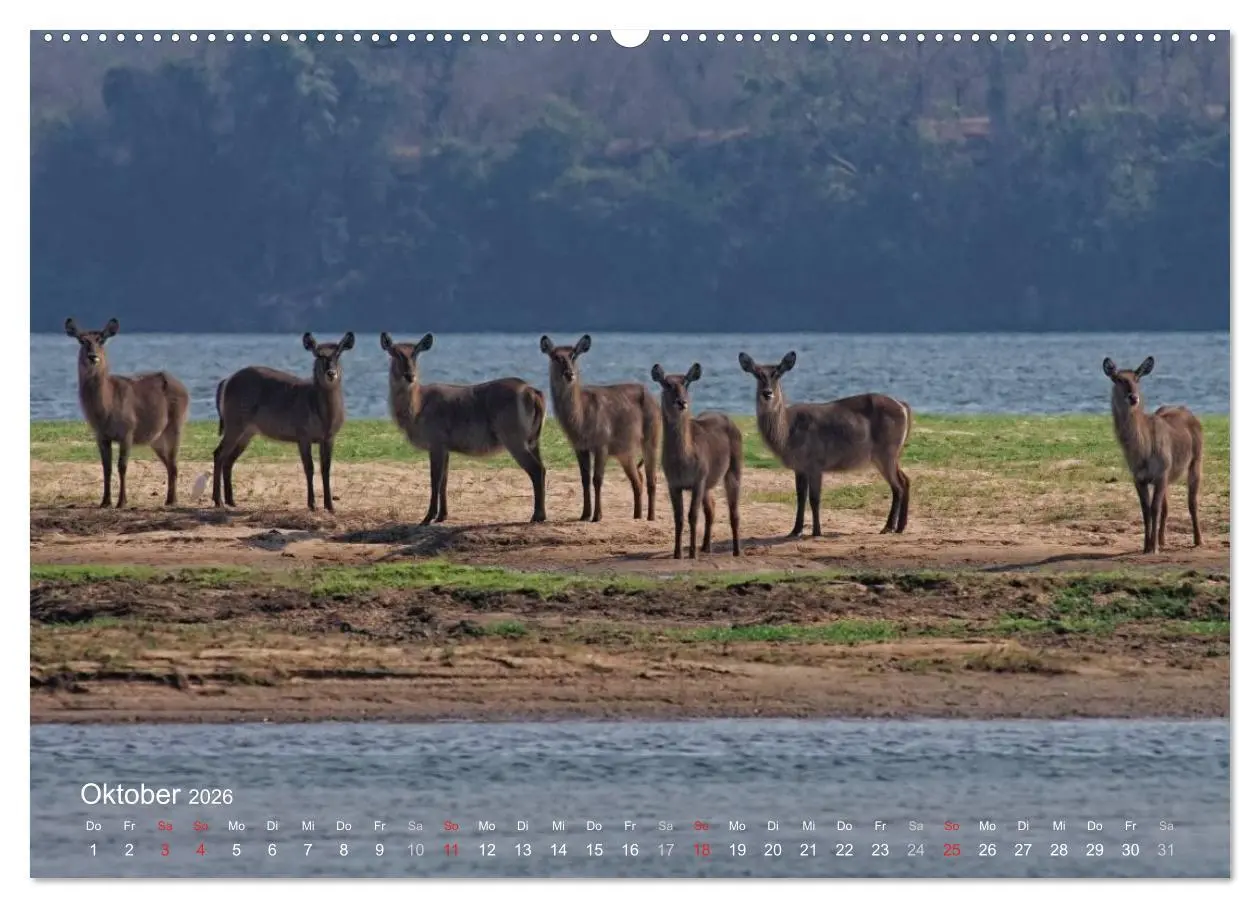Bild: 9783516168501 | Zimbabwe (Wandkalender 2026 DIN A2 quer), CALVENDO Monatskalender