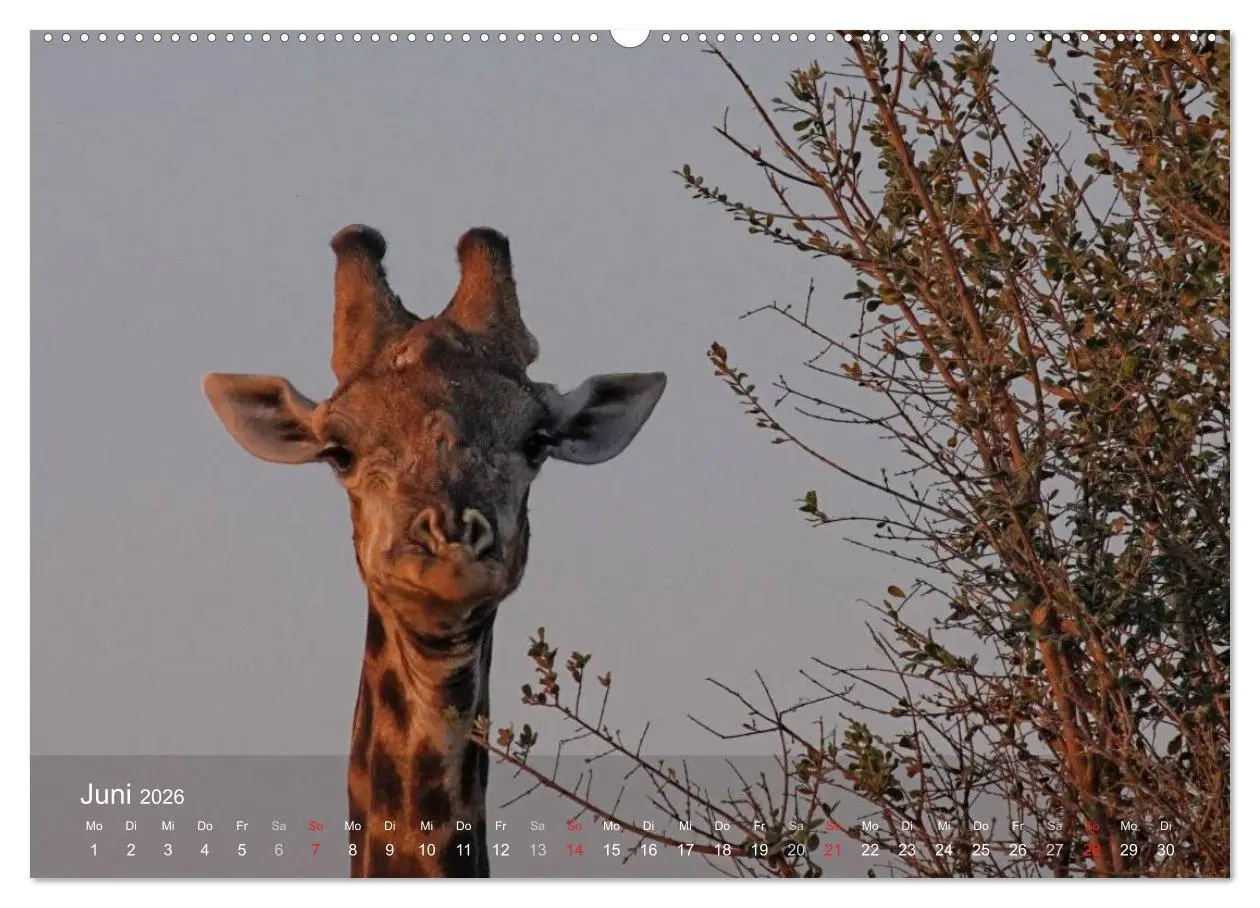 Bild: 9783516168501 | Zimbabwe (Wandkalender 2026 DIN A2 quer), CALVENDO Monatskalender